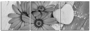 Obraz na plátně - Květy a kamenné srdce - panoráma 583QB (90x30 cm)