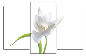 Obraz na plátně - Tulipán 181C (150x100 cm)