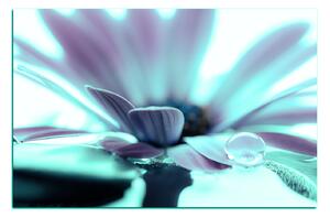 Obraz na plátně - Kapka rosy na lupenech květu 180FA (60x40 cm)