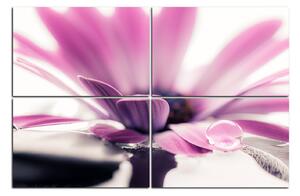Obraz na plátně - Kapka rosy na lupenech květu 180D (120x80 cm)