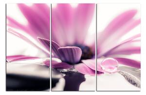 Obraz na plátně - Kapka rosy na lupenech květu 180B (150x100 cm)