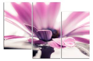 Obraz na plátně - Kapka rosy na lupenech květu 180C (150x100 cm)