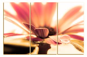 Obraz na plátně - Kapka rosy na lupenech květu 180QB (120x80 cm)