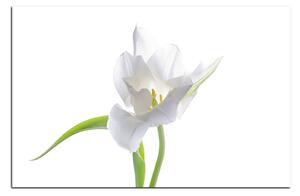 Obraz na plátně - Tulipán 181A (60x40 cm)