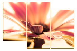 Obraz na plátně - Kapka rosy na lupenech květu 180QC (105x70 cm)