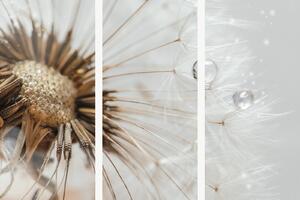 Detail odkvetlé pampelišky s kapkami rosy – Třídílný obraz A, 120 × 80 cm
