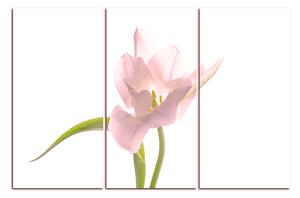 Obraz na plátně - Tulipán 181QB (150x100 cm)