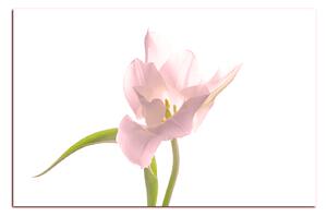 Obraz na plátně - Tulipán 181QA (60x40 cm)