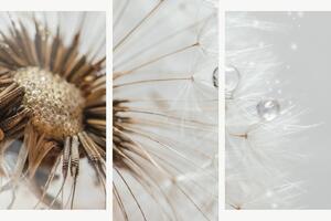 Detail odkvetlé pampelišky s kapkami rosy – Třídílný obraz B, 150 × 100 cm