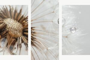 Detail odkvetlé pampelišky s kapkami rosy – Třídílný obraz B, 90 × 60 cm