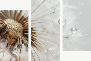 Detail odkvetlé pampelišky s kapkami rosy – Třídílný obraz C, 90 × 60 cm