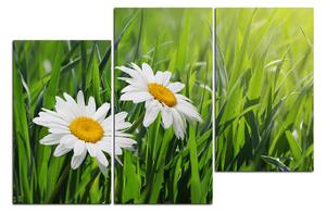 Obraz na plátně - Heřmánek v zelené trávě 185C (120x80 cm)
