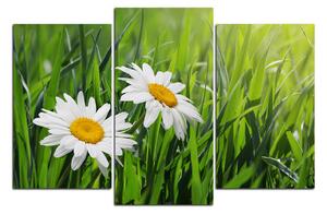 Obraz na plátně - Heřmánek v zelené trávě 185D (120x80 cm)