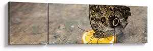 Obraz motýla (170x50 cm)