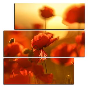 Obraz na plátně - Máky na slunci - čtverec 393D (75x75 cm)