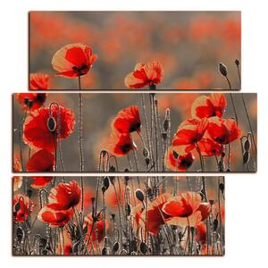 Obraz na plátně - Krásné divoké máky - čtverec 397FC (75x75 cm)