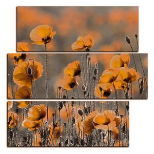 Obraz na plátně - Krásné divoké máky - čtverec 397QC (75x75 cm)