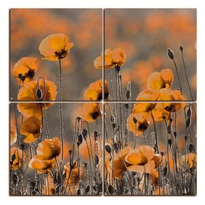 Obraz na plátně - Krásné divoké máky - čtverec 397QD (100x100 cm)