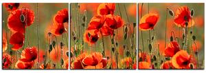 Obraz na plátně - Krásné divoké máky - panoráma 597B (150x50 cm)