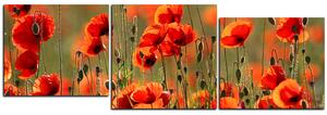 Obraz na plátně - Krásné divoké máky - panoráma 597D (90x30 cm)