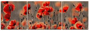 Obraz na plátně - Krásné divoké máky - panoráma 597FC (150x50 cm)