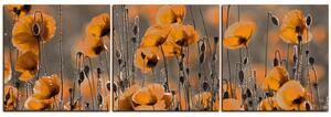 Obraz na plátně - Krásné divoké máky - panoráma 597QB (150x50 cm)