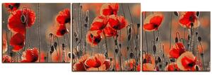 Obraz na plátně - Krásné divoké máky - panoráma 597FD (150x50 cm)