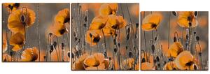 Obraz na plátně - Krásné divoké máky - panoráma 597QD (90x30 cm)