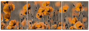 Obraz na plátně - Krásné divoké máky - panoráma 597QC (90x30 cm)