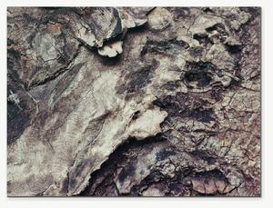Struktura popraskané kůry – Jednodílný obraz, 40 × 30 cm