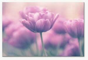 Růžové tulipány v jemném oparu – Jednodílný obraz, 60 × 40 cm