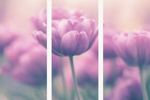 Růžové tulipány v jemném oparu – Třídílný obraz A, 90 × 60 cm