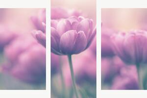 Růžové tulipány v jemném oparu – Třídílný obraz B, 90 × 60 cm