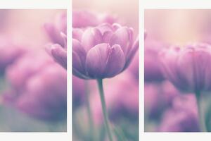 Růžové tulipány v jemném oparu – Třídílný obraz B, 120 × 80 cm