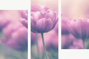 Růžové tulipány v jemném oparu – Třídílný obraz C, 90 × 60 cm