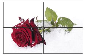Obraz na plátně - Růže na sněhu 1103E (90x60 cm)