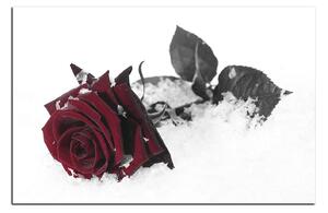Obraz na plátně - Růže na sněhu 1103FA (120x80 cm)