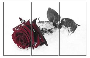 Obraz na plátně - Růže na sněhu 1103FB (120x80 cm)
