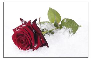 Obraz na plátně - Růže na sněhu 1103A (100x70 cm)