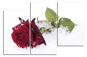 Obraz na plátně - Růže na sněhu 1103C (120x80 cm)