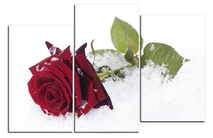 Obraz na plátně - Růže na sněhu 1103D (105x70 cm)
