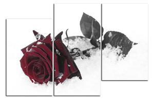 Obraz na plátně - Růže na sněhu 1103FC (90x60 cm)