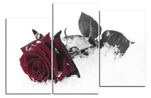 Obraz na plátně - Růže na sněhu 1103FD (120x80 cm)