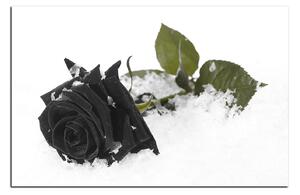 Obraz na plátně - Růže na sněhu 1103QA (90x60 cm )