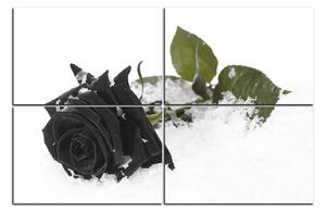 Obraz na plátně - Růže na sněhu 1103QE (120x80 cm)