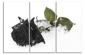 Obraz na plátně - Růže na sněhu 1103QB (90x60 cm )