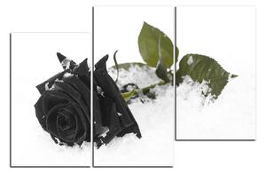 Obraz na plátně - Růže na sněhu 1103QC (90x60 cm)