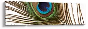 Obraz pavího peří (170x50 cm)