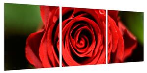 Detailní obraz květu růže (90x30 cm)