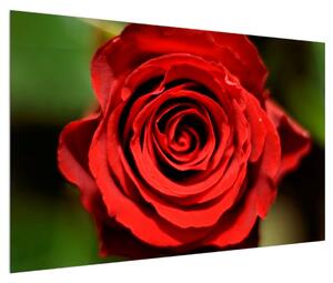 Detailní obraz květu růže (120x80 cm)